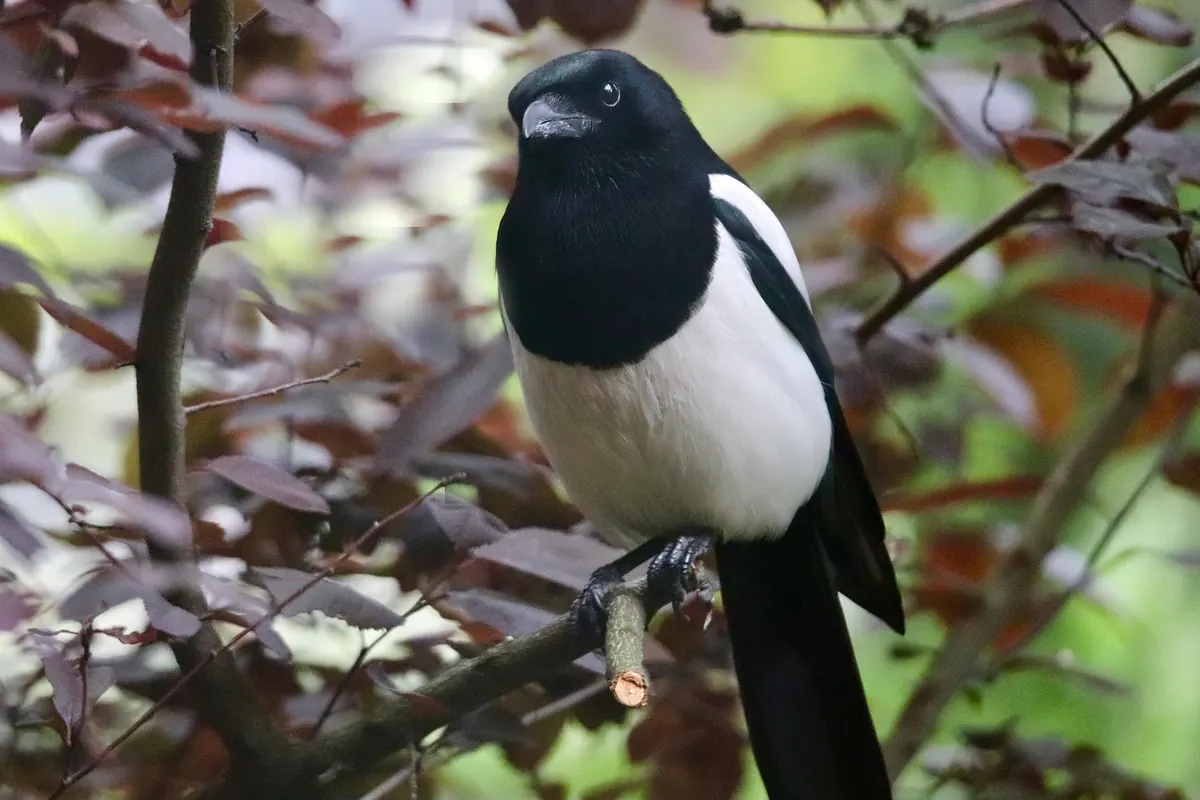 A Beginner's Guide to British Corvids: Meet the Eight Species