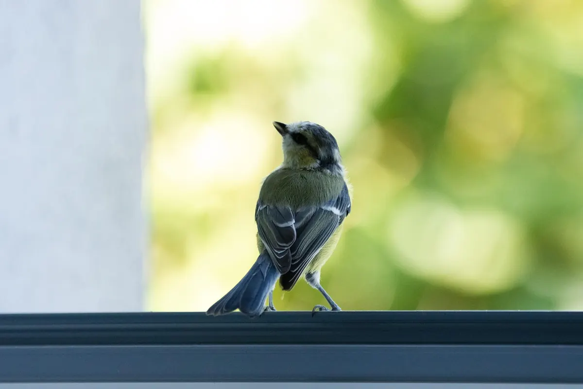 A Beginner's Guide to Garden Birdwatching in the UK