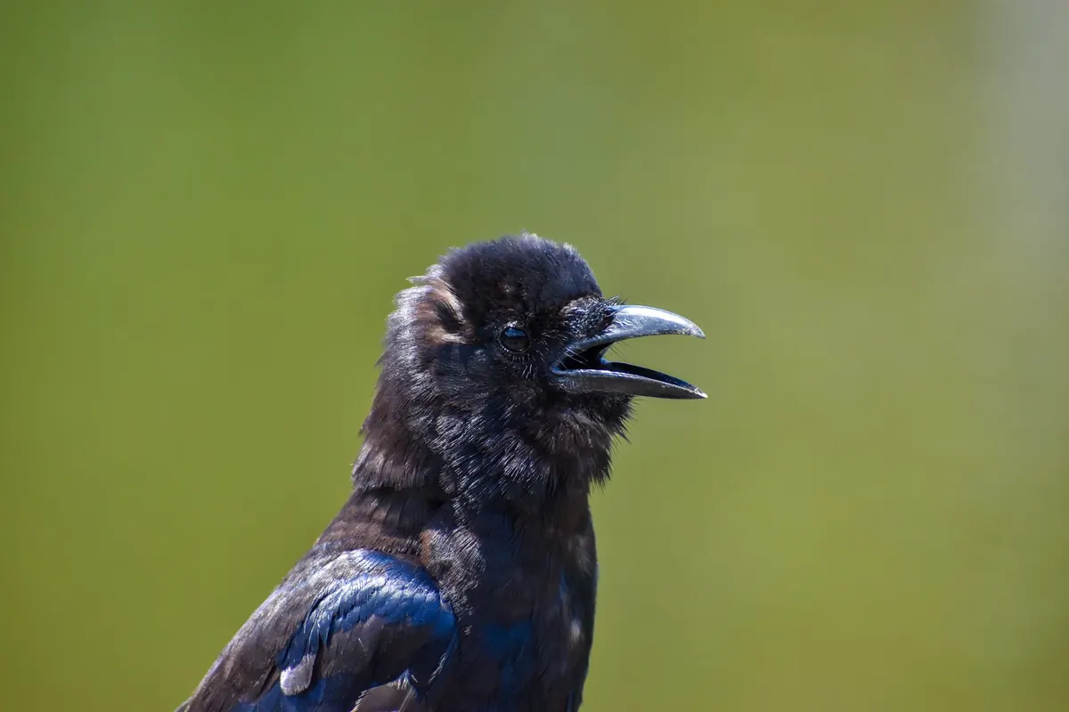 How to Identify Corvids by Their Calls: A UK Sound Guide