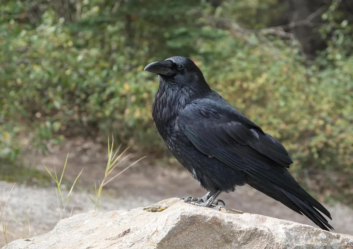How to Tell a Raven from a Carrion Crow in the UK