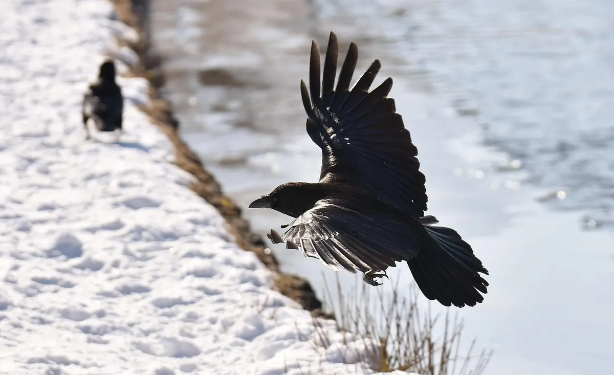 Where to See Ravens in the UK: 10 Reliable Spots and How to Find Them