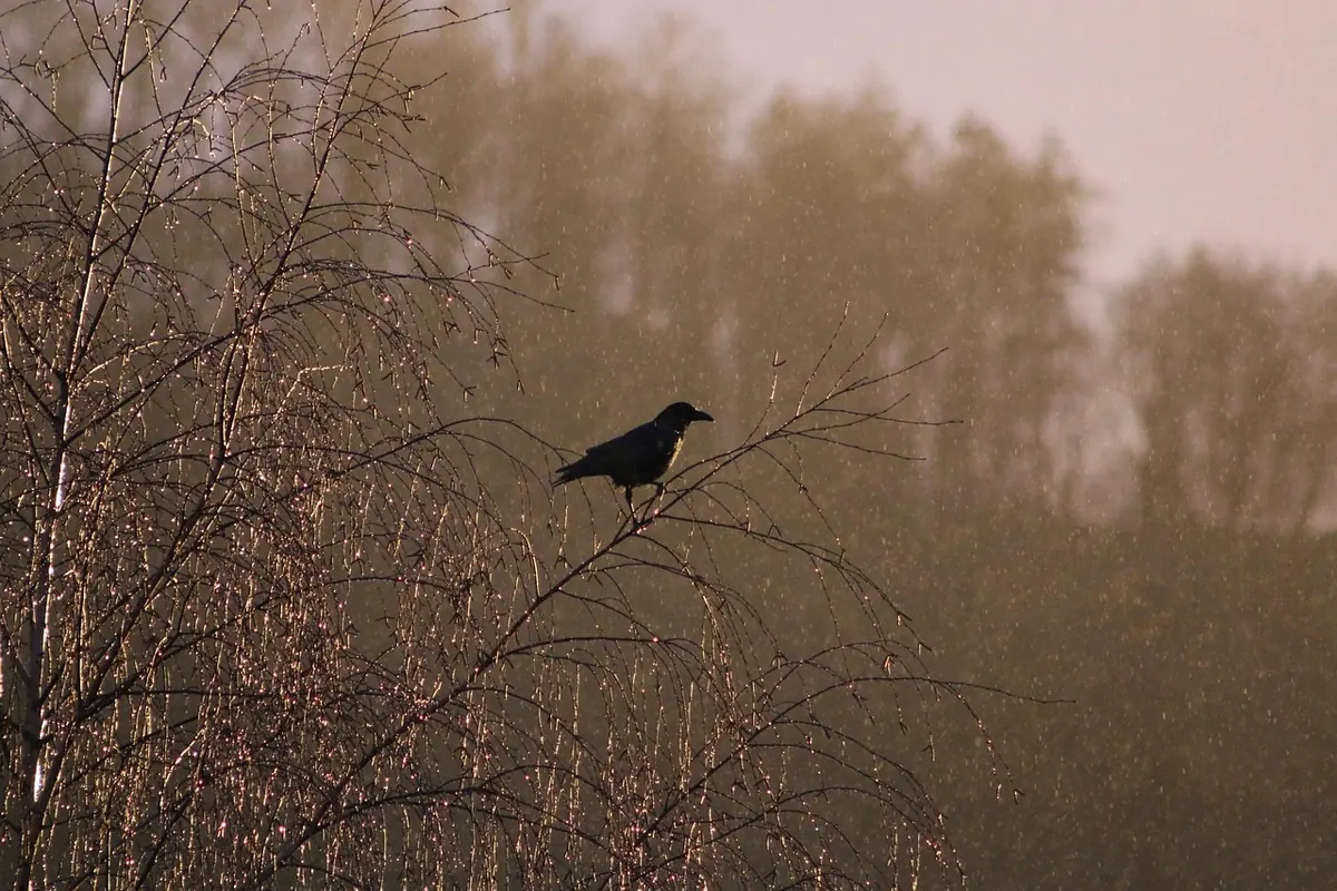 Why Do Crows and Ravens Gather in Large Roosts?